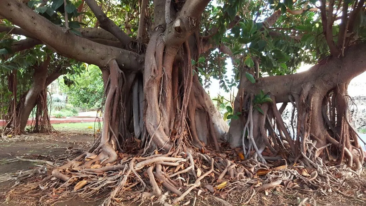 فيلا بويرتو ذي لا كروزفي Bungalow Aloha بيت للعطل